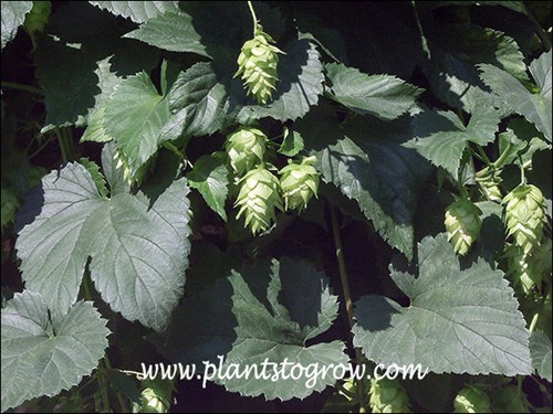 The strobiles (scaly cones)that are used in the brewing of beer.